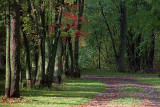 Tree-Lined Lane 20090930