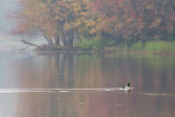 Duck On A River 20091003