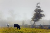 Cows In Fog 08596