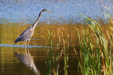 Hunting Heron 51881