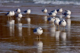 Birds On The Beach 09278