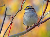 Sparrow In Autumn Color 20091017