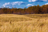 Autumn Dunes 09165