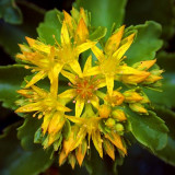 Complex Yellow Flower 53818