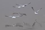 Fleeing Gulls 20100710
