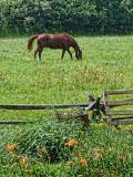 Grazing Horse 20100714