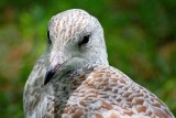 Gull Closeup 54158