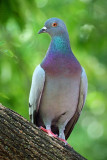 Posing Pigeon 54124