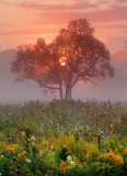 Tree In Foggy Sunrise 20405
