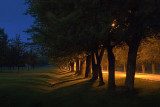 Tree-Lined Lane In First Light 20758-61