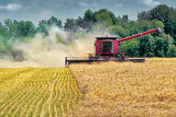 Harvesting A Field P1020644