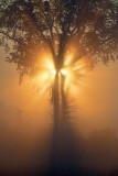 Tree In Foggy Sunrise 21209