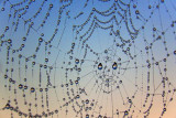 Dewy Spider Web 20100918