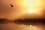 Heron In Foggy Sunrise 20101013