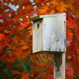 Autumn Bird Box 00014