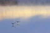 Birds Over Otter Lake 01460