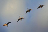 Geese In Flight At Sunrise 01618