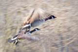 Geese In Flight 20101124