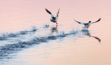 Common Mergansers Taking Flight 20101129