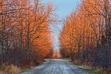 Late Autumn Backroad 20101204