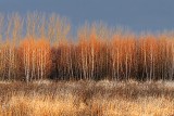 Field Of Birch 02530