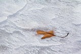 Leaf In Ice 02659