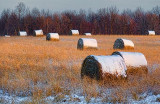 Snow-capped Bales 20101215
