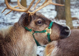 Reindeer Closeup 03947