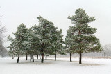 Cluster of Pines 20110105