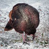 Wild Turkey 24321