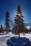 Pines In A Park 04963
