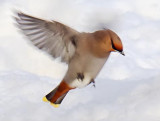 Waxwing On The Wing 20110124