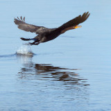 Cormorant Taking Flight 27989
