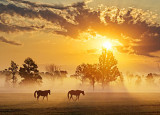 Two Horses In Misty Sunrise 20120917