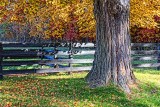 Fence Beyond Tree 29560