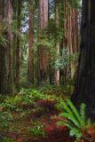 Coast Redwoods5