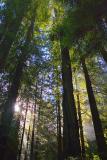 Redwood Sunrays2