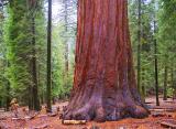 Giant Sequoia 22822