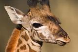 Young Giraffe Head