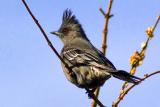 Phainopepla