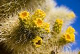 Cholla Cactus Flowers 25285