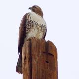 Young Red-Tailed Hawk?