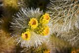 Cholla Cactus Flowers 25895