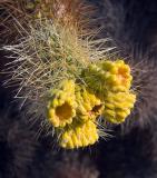 Cholla Cactus Flowers 25910