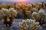 Cholla Cactus Garden At Sunrise 25972