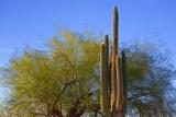 Saguaro & Tree