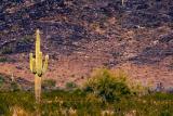 Saguaro3