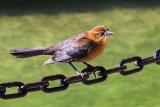 Bird on a Chain 20060124
