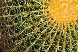 Cactus Closeup 20060202