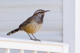 Cactus Wren On A Porch Rail